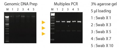 Gene Xpress Mygen Genomic Preparation Kit Column